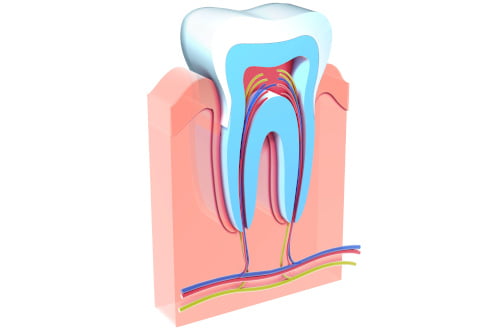 tooth anatomy pulp infection root canal treatment